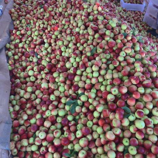 珍珠油桃应季油桃 商品图4