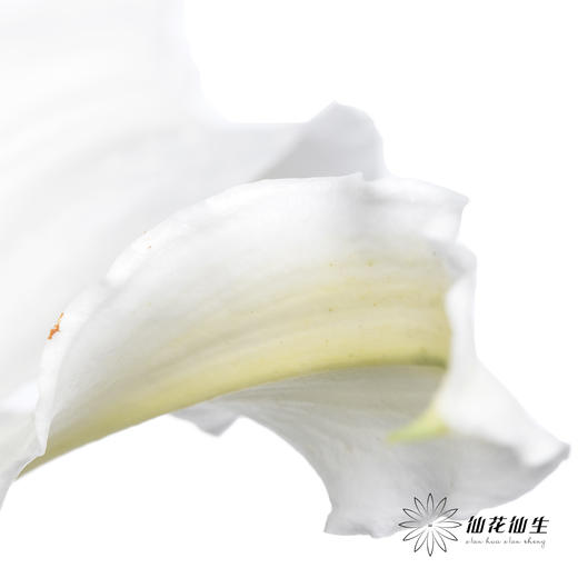 百合 | 西伯利亚 商品图2