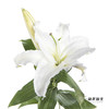 百合 | 西伯利亚 商品缩略图0
