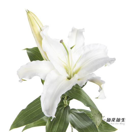 百合 | 西伯利亚 商品图0