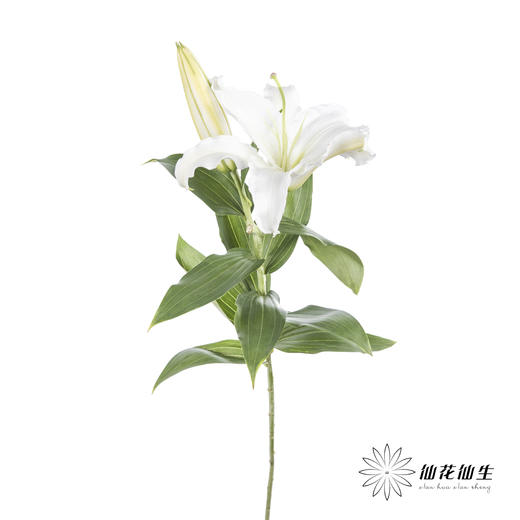 百合 | 西伯利亚 商品图3