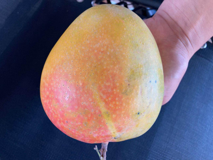 精选直发西双版纳芒果