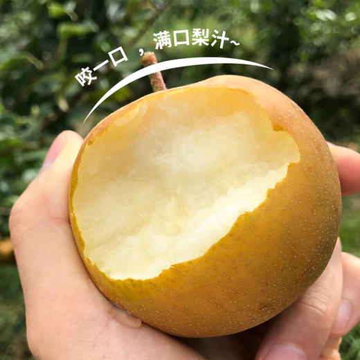 湖北恩施建始六月雪梨 绿色食品 水润多汁 清甜留香 皮薄肉脆  果园直发 5斤/10斤装 商品图1