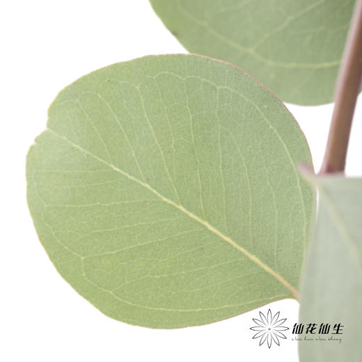 叶材 | 尤加利苹果叶 商品图1