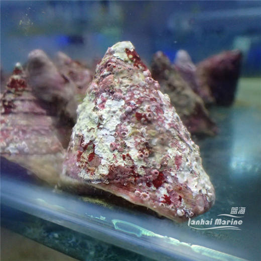 食苔螺/清洁螺 商品图2