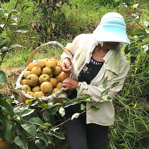 湖北恩施建始六月雪梨 绿色食品 水润多汁 清甜留香 皮薄肉脆  果园直发 5斤/10斤装 商品图4