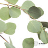 叶材 | 尤加利苹果叶 商品缩略图0