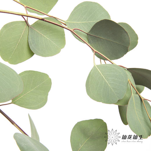 叶材 | 尤加利苹果叶 商品图0
