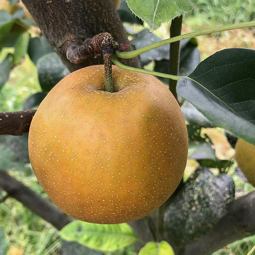 湖北恩施建始六月雪梨 绿色食品 水润多汁 清甜留香 皮薄肉脆  果园直发 5斤/10斤装 商品图3