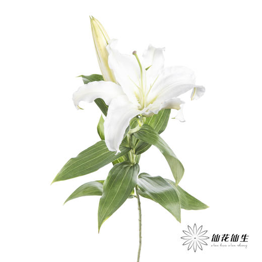 百合 | 西伯利亚 商品图4