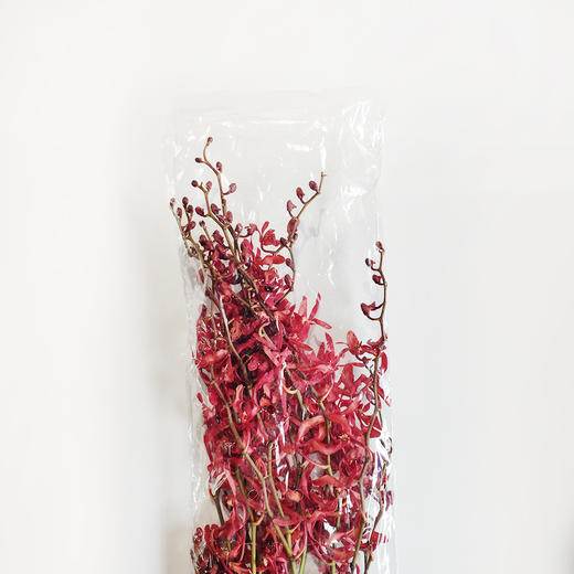 兰花 | 万代兰红色 商品图1