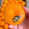 【南非软皮柑】10个/袋，纯甜爆汁 商品缩略图3