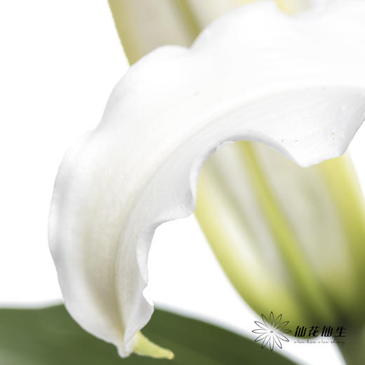 百合 | 西伯利亚 商品图1