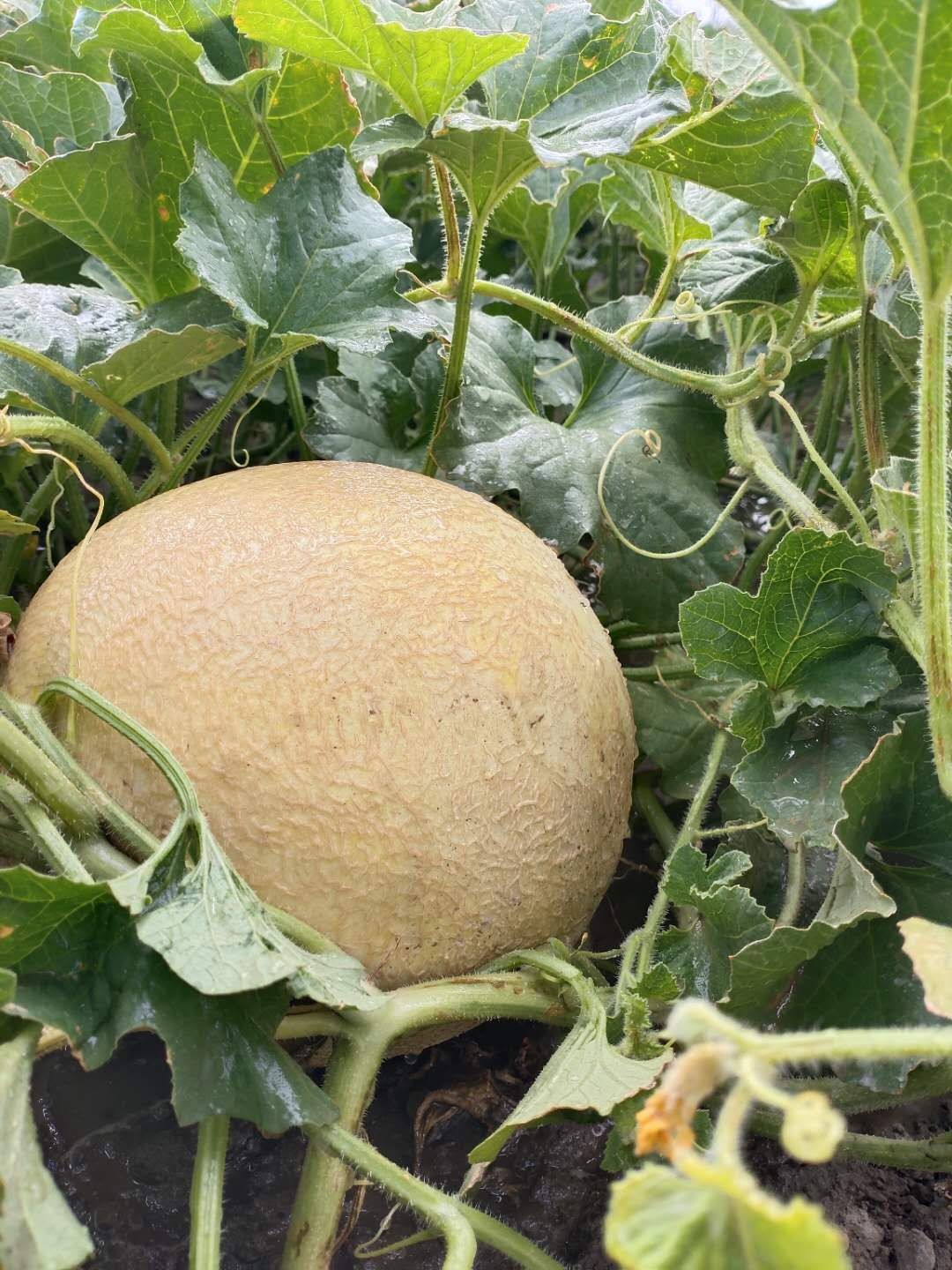 新疆沙漠碧玉瓜 6-7斤左右(单粒装)顺丰快递