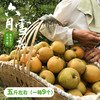 湖北恩施建始六月雪梨 绿色食品 水润多汁 清甜留香 皮薄肉脆  果园直发 5斤/10斤装 商品缩略图5