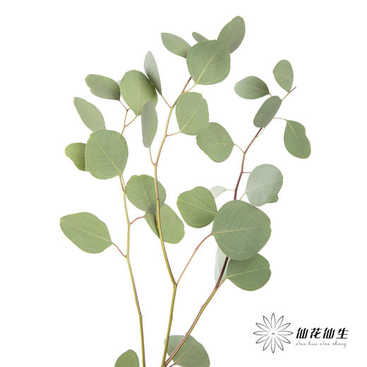 叶材 | 尤加利苹果叶 商品图2