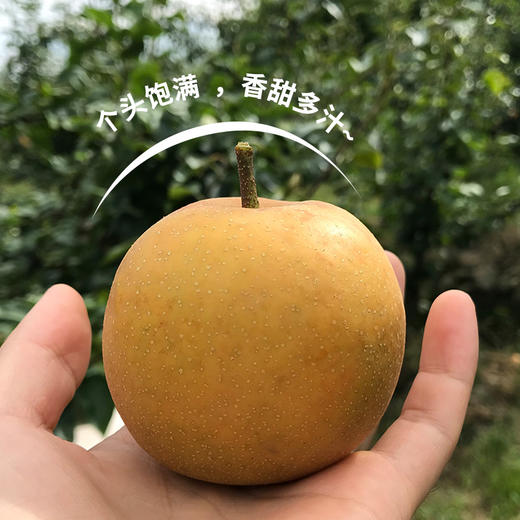 湖北恩施建始六月雪梨 绿色食品 水润多汁 清甜留香 皮薄肉脆  果园直发 5斤/10斤装 商品图2