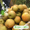 湖北恩施建始六月雪梨 绿色食品 水润多汁 清甜留香 皮薄肉脆  果园直发 5斤/10斤装 商品缩略图0