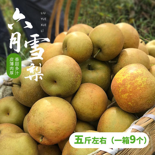湖北恩施建始六月雪梨 绿色食品 水润多汁 清甜留香 皮薄肉脆  果园直发 5斤/10斤装 商品图0
