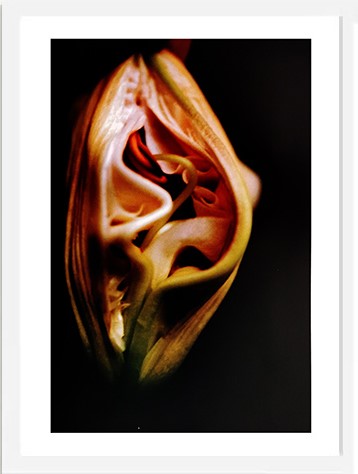 王小慧花之灵摄影装饰画 023