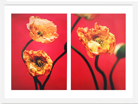 王小慧花之灵摄影装饰画 018