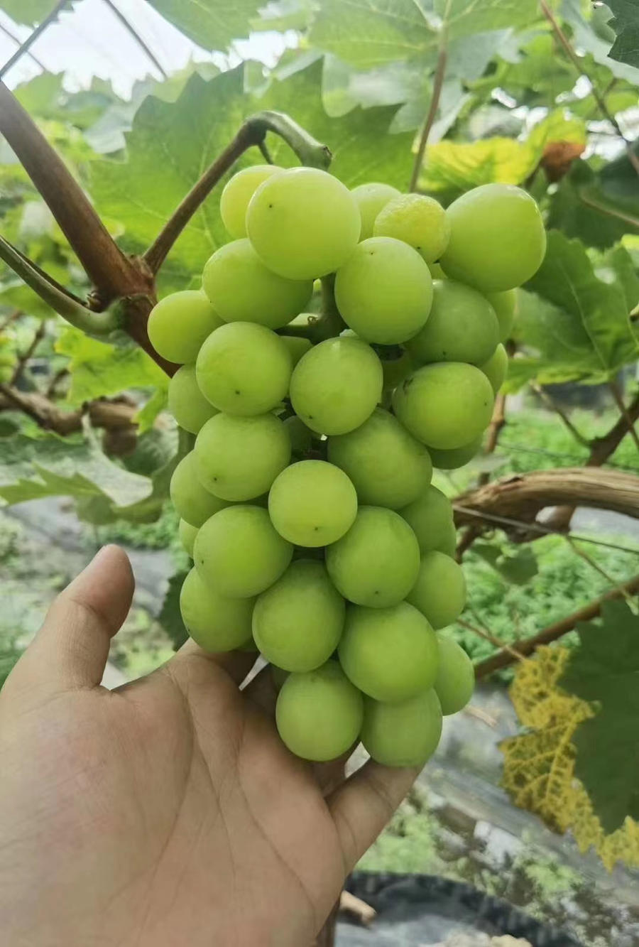 现摘云南阳光玫瑰 晴王 青提子爆甜多汁 带有玫瑰香味 葡萄