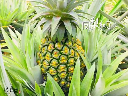 巴马兰庄园与萤火虫为伴的生态凤梨，2-3个装，香甜多汁，削皮即食。 商品图7