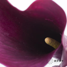 丽江马蹄莲 | 紫色【轻微压伤不售后，介意慎拍】