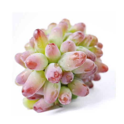 茉莉香【约500g】 商品图0