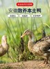 【江浙沪包邮】助农项目 2只39.9元 安徽淮南 麻鸭 去内脏 鸭脚 翅膀 净重2斤 商品缩略图1