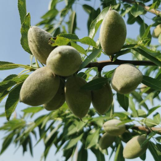 送开果器河南三门峡青皮巴旦木新鲜饱满巴旦木扁桃仁果肉清香甘甜