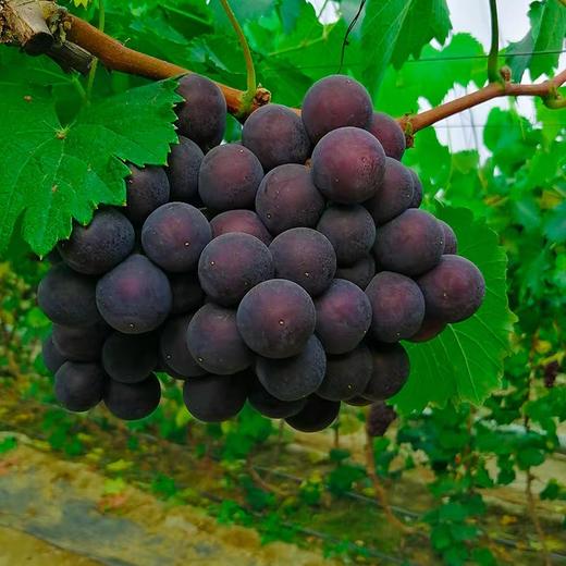新巨峰葡萄 5斤/箱