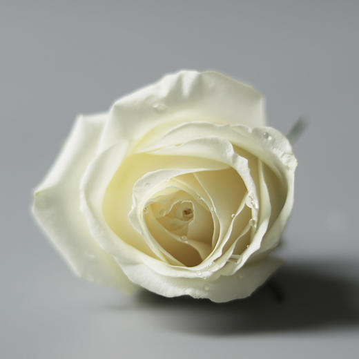 『宛若新生』定制插花酸奶蛋糕 商品图8