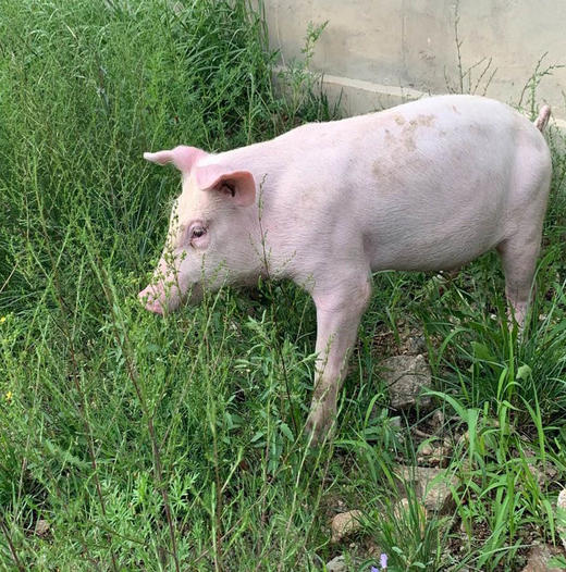 原生态散养土猪(白猪/黑猪)(满200头成团)