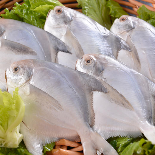 ysd野生银鲳鱼白鲳鱼500g