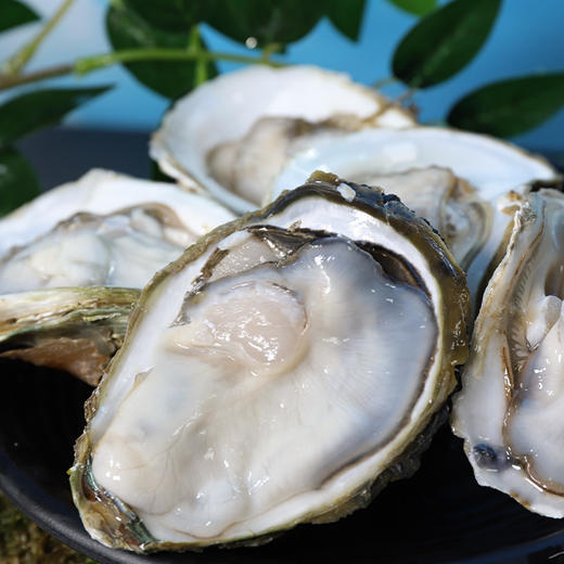 东山岛大生蚝