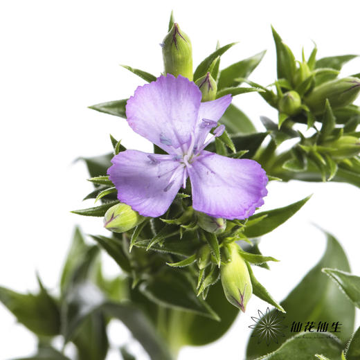 配花 | 青梅紫色 商品图2