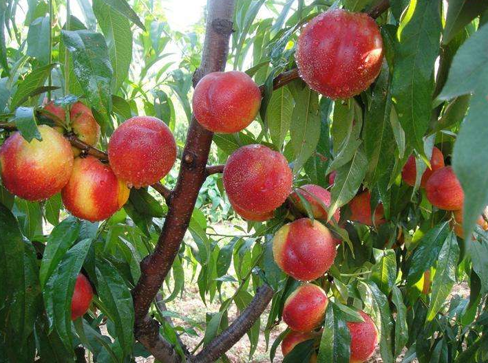 水晶油桃1份约750克