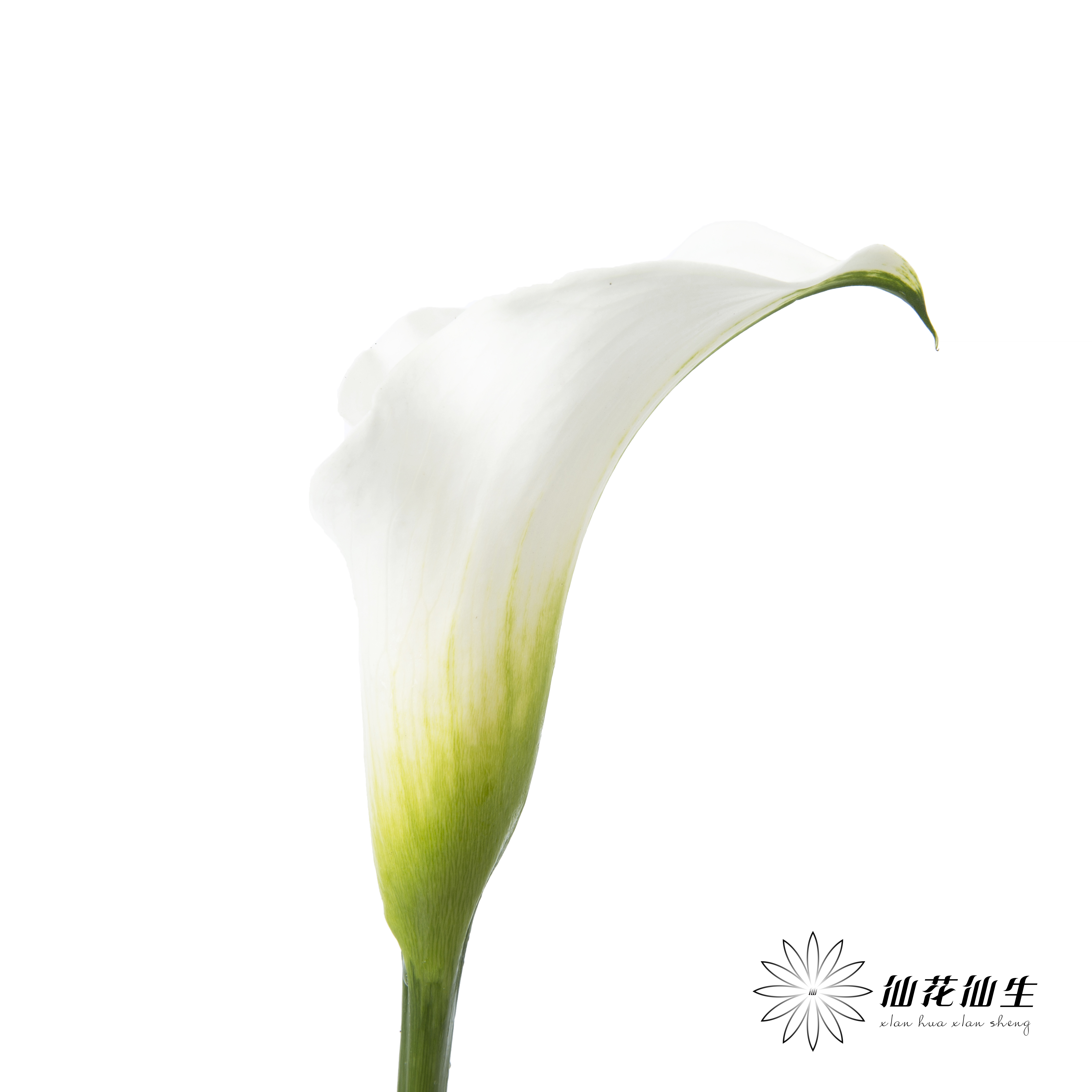 荷兰花材 | 马蹄莲白色 Crystal White