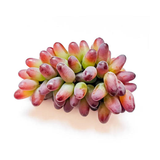 茉莉香【约500g】 商品图1