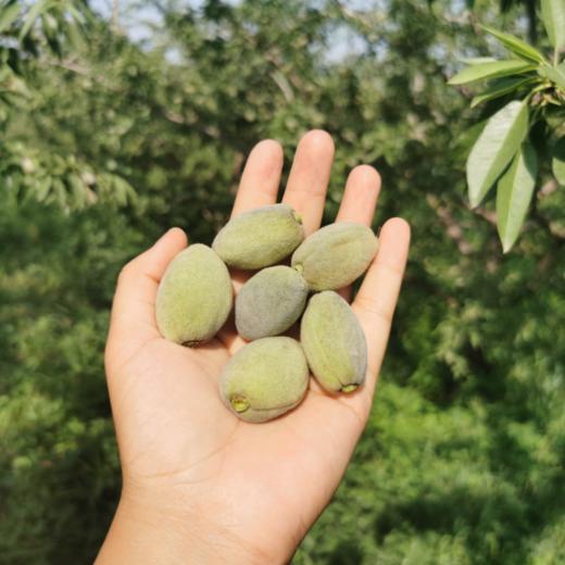 送开果器河南三门峡青皮巴旦木新鲜饱满巴旦木扁桃仁果肉清香甘甜