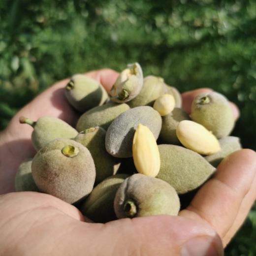 送开果器河南三门峡青皮巴旦木新鲜饱满巴旦木扁桃仁果肉清香甘甜