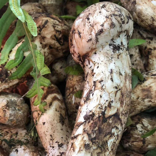 滇姑新鲜野生松茸香格里拉松茸菌912cm1000g云南特产菌菇送礼