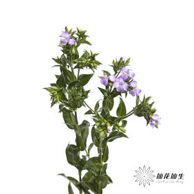 配花 | 青梅紫色