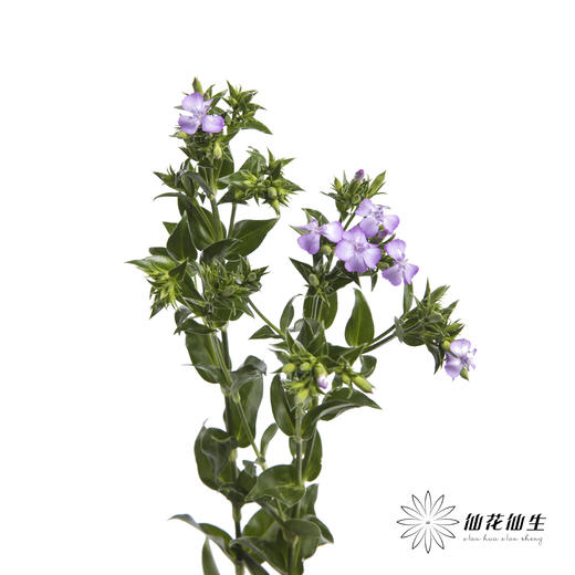 配花 | 青梅紫色 商品图0