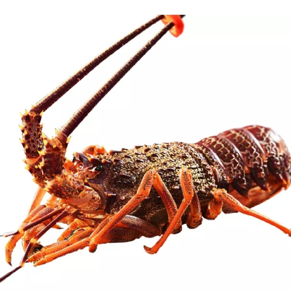 【新品团购】澳洲大龙虾 西澳红龙南澳岩龙