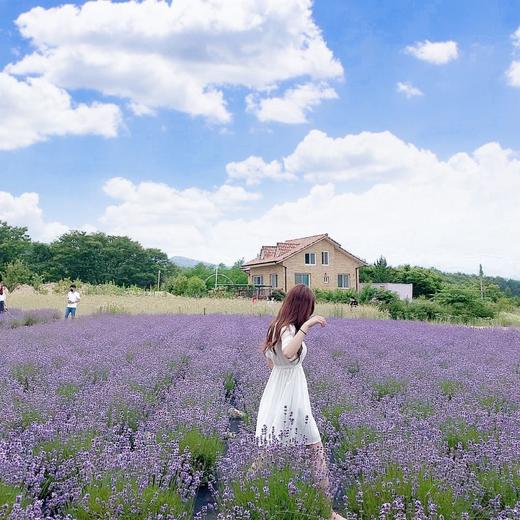 Lavender square neck linen mini dress 方领亚麻迷你连衣裙JPY带授权招加盟代理 商品图1