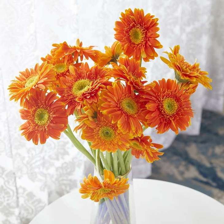 非洲菊10支(5个颜色任选),自提不发货