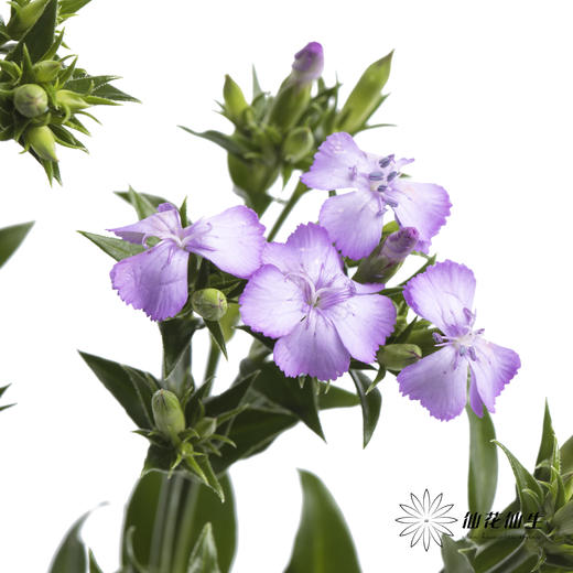 配花 | 青梅紫色 商品图1