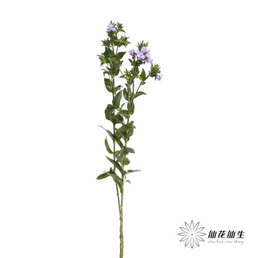 配花 | 青梅紫色 商品图3